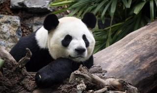 旅加大熊猫将返回中国